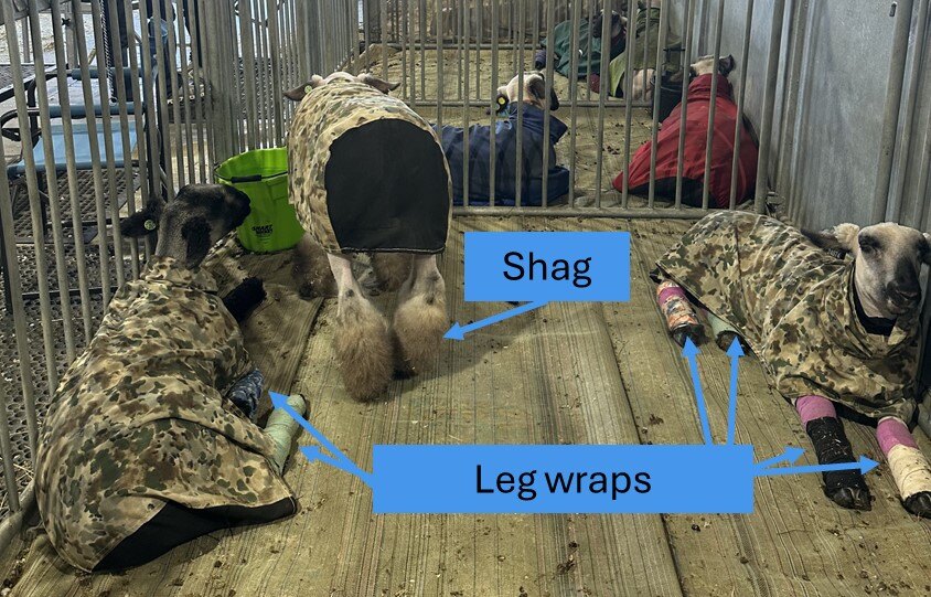 Leg_wraps_shag