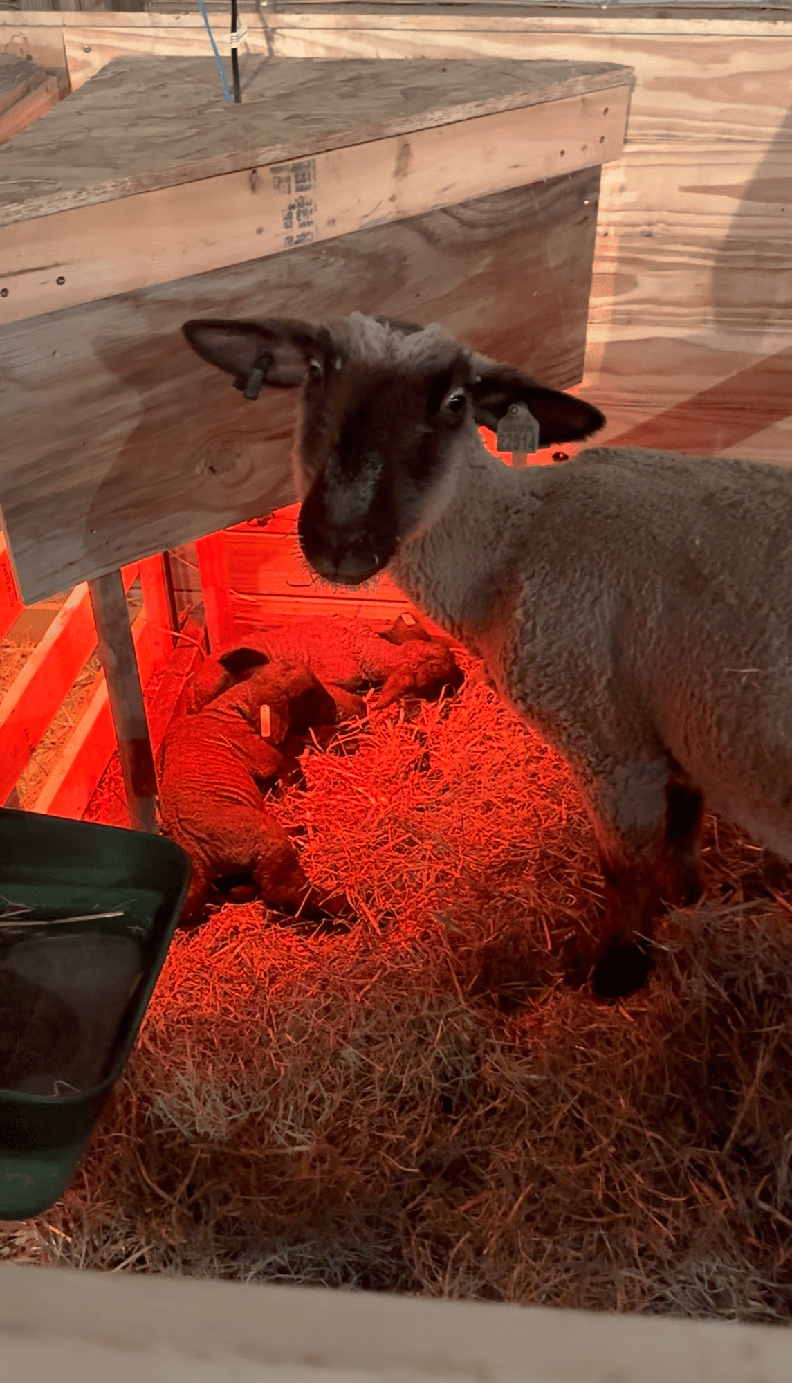 ewe_with_lambs_heat_lamp-1